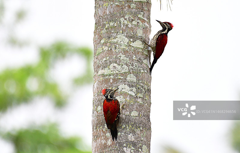 红雀栖息在树上特写，库鲁内格勒，斯里兰卡图片素材