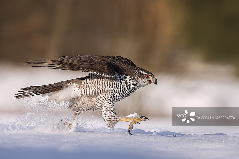 栖息在雪地里的猛隼特写，波兰图片素材