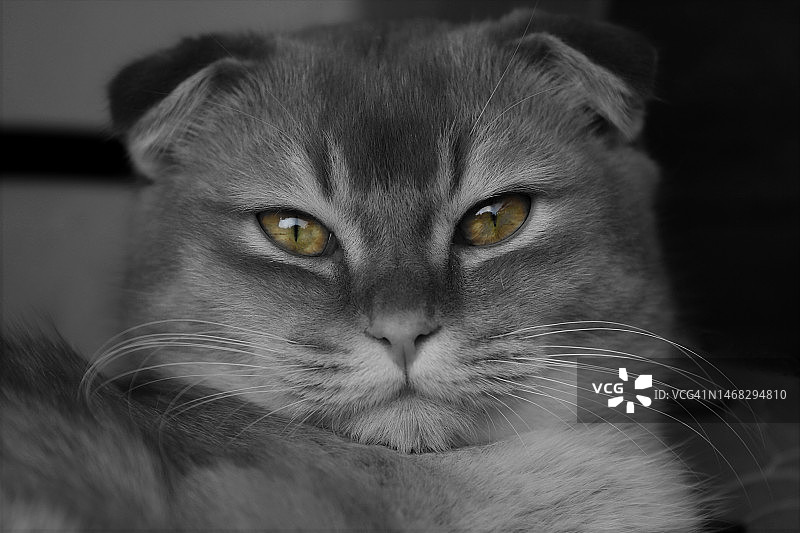 猫的特写肖像图片素材