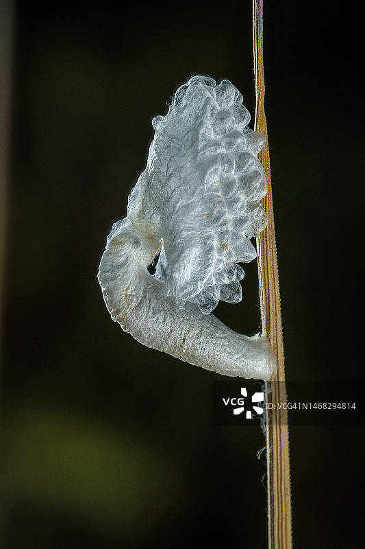 鞘蛾科幼虫的丝绸巢穴，俄罗斯克拉斯诺达尔边疆区图片素材