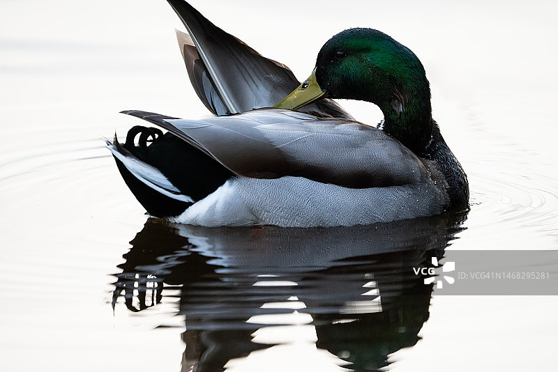 加利福尼亚圣巴巴拉湖上游泳的绿头鸭特写图片素材