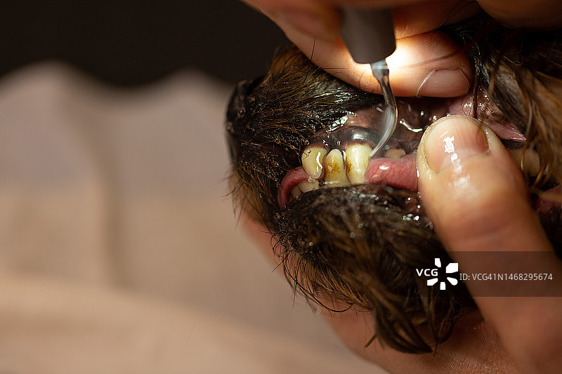 为狗进行超声波洁牙，俄罗斯图片素材