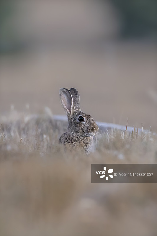 野棉尾兔图片素材