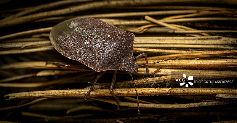 叶子上昆虫的特写，保加利亚图片素材