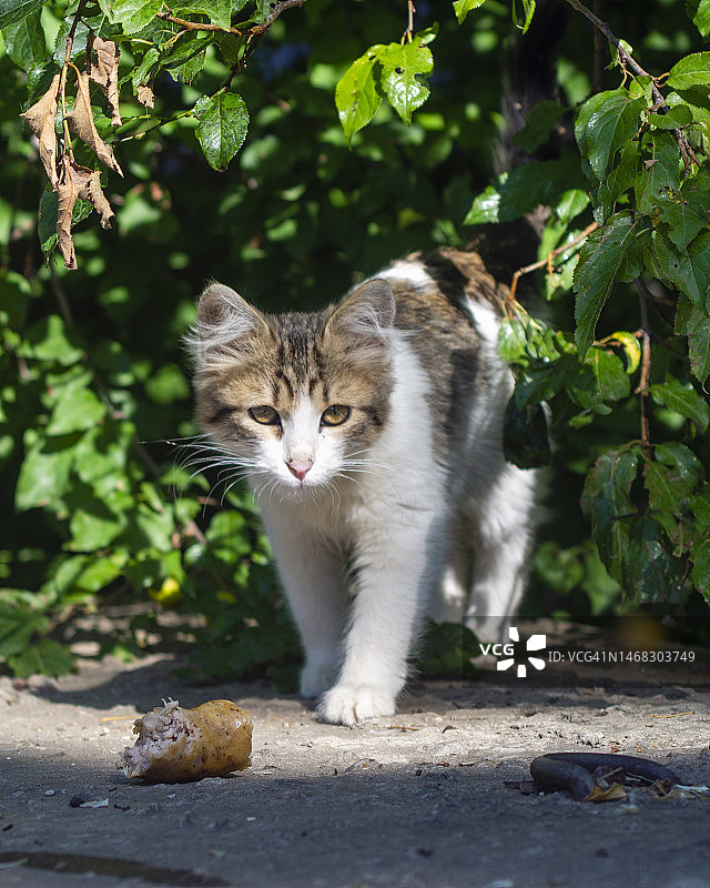 俄罗斯别尔哥罗德州一只白色和灰色可爱猫咪吃香肠图片素材