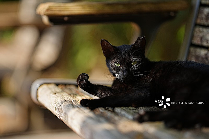 黑猫特写肖像图片素材