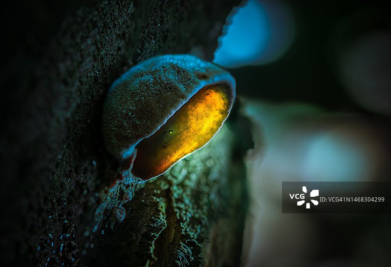 印度尼西亚丹格朗树干上生长的苔藓特写图片素材