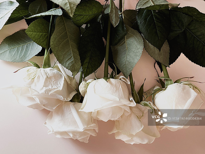 桌上的白色玫瑰特写，乌克兰卡皮塔尼夫卡图片素材