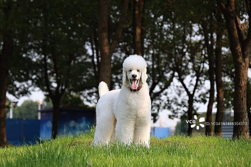 坐在田野里的贵宾犬肖像图片素材
