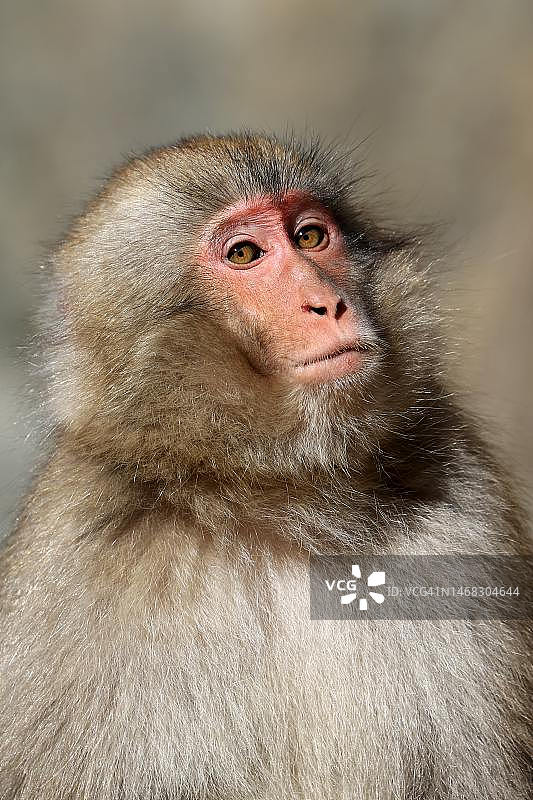 日本猕猴望向远方的特写，印度尼西亚棉兰图片素材