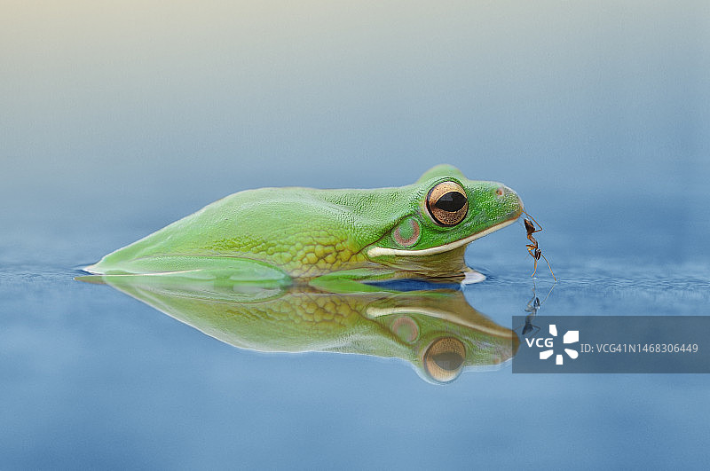 印度尼西亚，蚂蚁和青蛙的特写图片素材