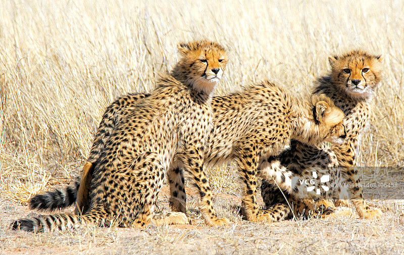 南非野生动物保护区的三只猎豹幼崽图片素材