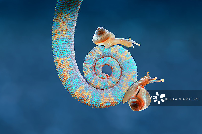 印度尼西亚，两条迷你蜗牛在变色龙尾巴上的特写图片素材