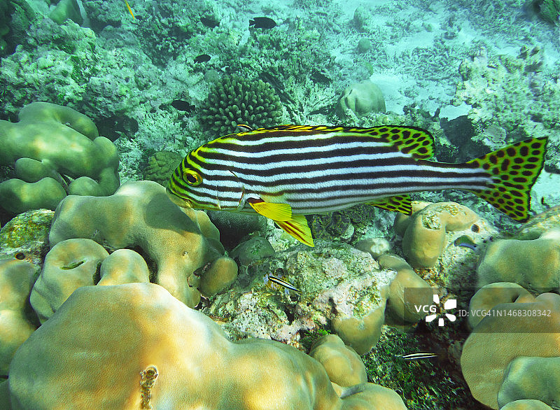 东方石鲈，马尔代夫图片素材