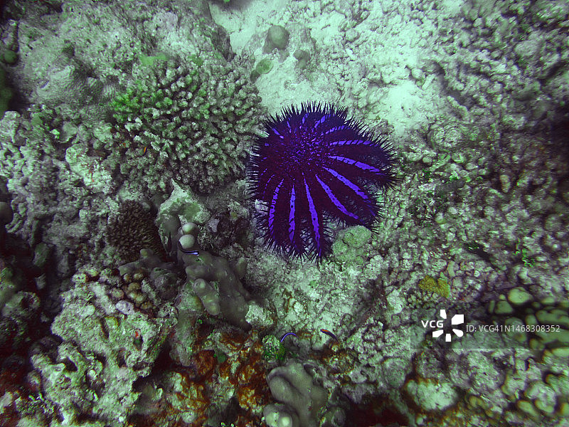 马尔代夫珊瑚礁上的刺冠海星图片素材