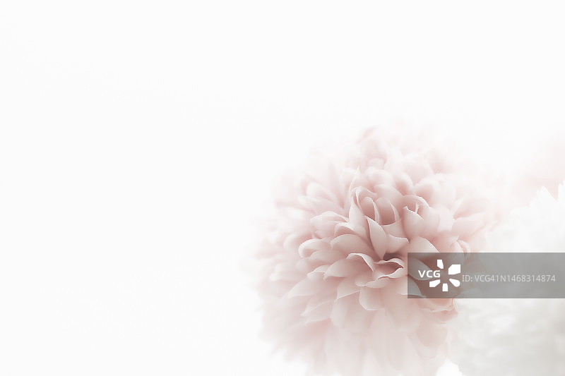 白色背景上的人造菊花图片素材