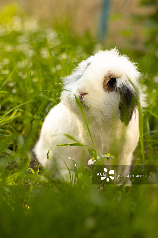 狮子头兔在草地上与鲜花图片素材
