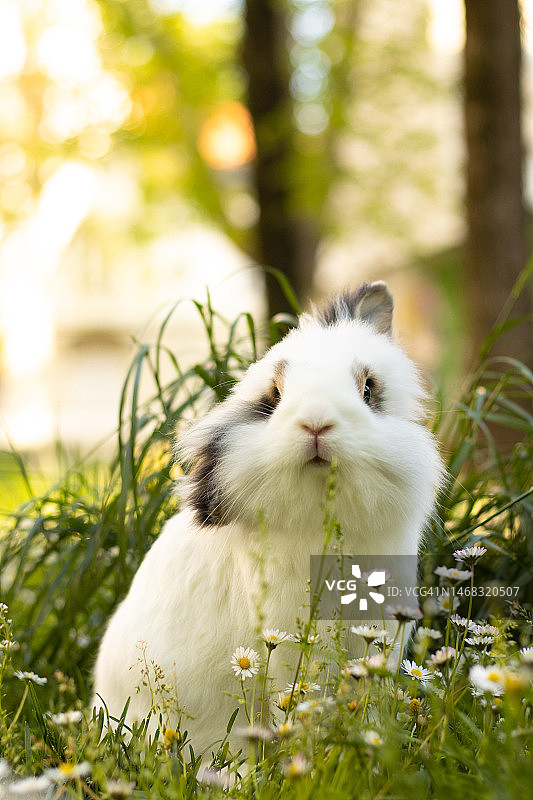 草地上的可爱小白兔，春天。图片素材