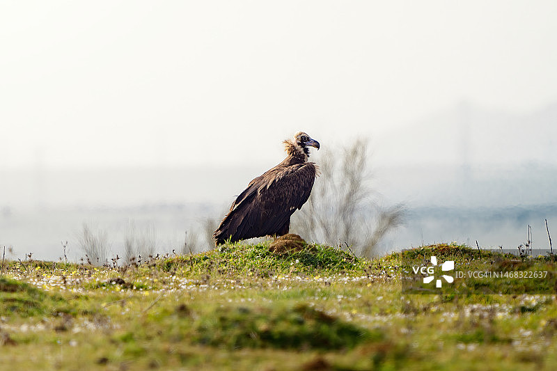 草原上的黑兀鹫图片素材