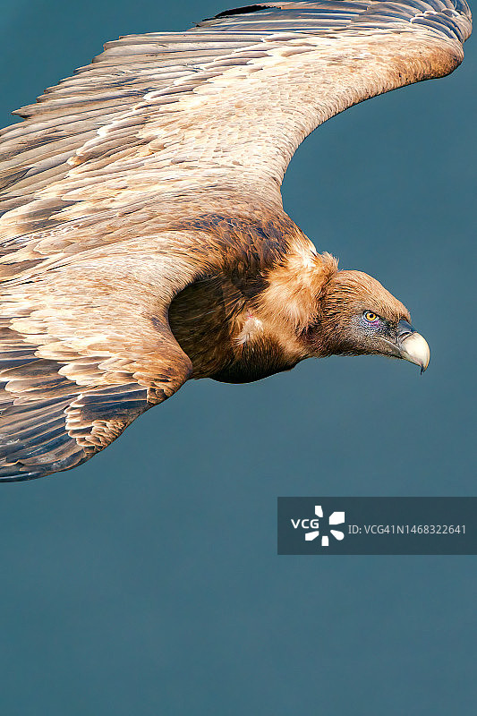 蒙弗拉圭国家公园飞越塔霍河的格里芬秃鹫特写，腐肉鸟，野生动物照片图片素材