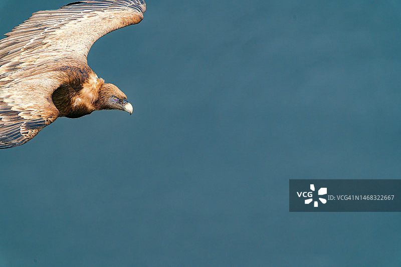 在蒙弗拉格国家公园飞越塔古斯河的秃鹫特写，食腐鸟类，野生动物摄影图片素材