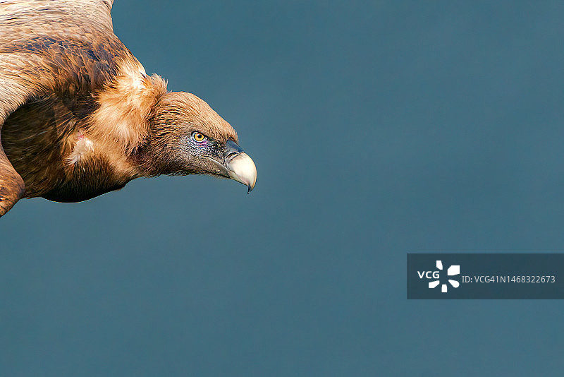 在蒙弗拉格国家公园飞越塔古斯河的秃鹫特写，食腐鸟类，野生动物摄影图片素材