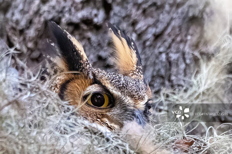 大角鸮图片素材
