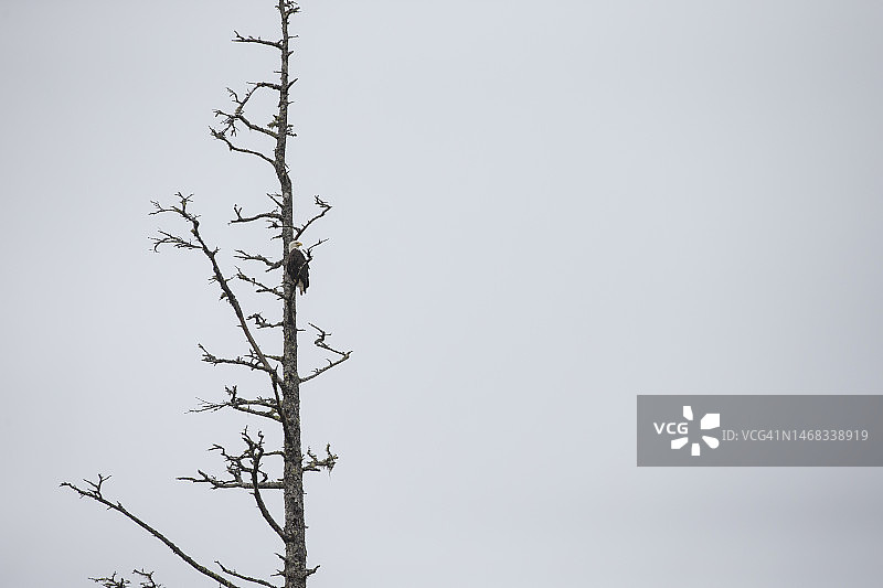 白头海雕栖息在加拿大不列颠哥伦比亚省西海岸的树上图片素材