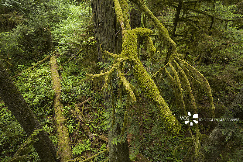 不列颠哥伦比亚省温哥华岛：雪松树枝上生长的绿色健康苔藓图片素材