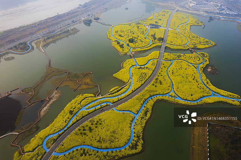 春天湿地公园里金灿灿的油菜花鸟瞰照片图片素材