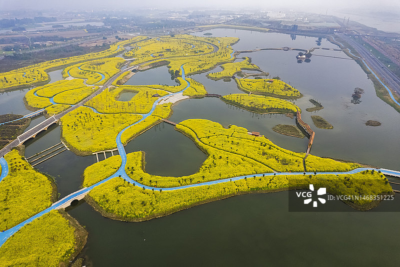 春天湿地公园里金灿灿的油菜花鸟瞰照片图片素材
