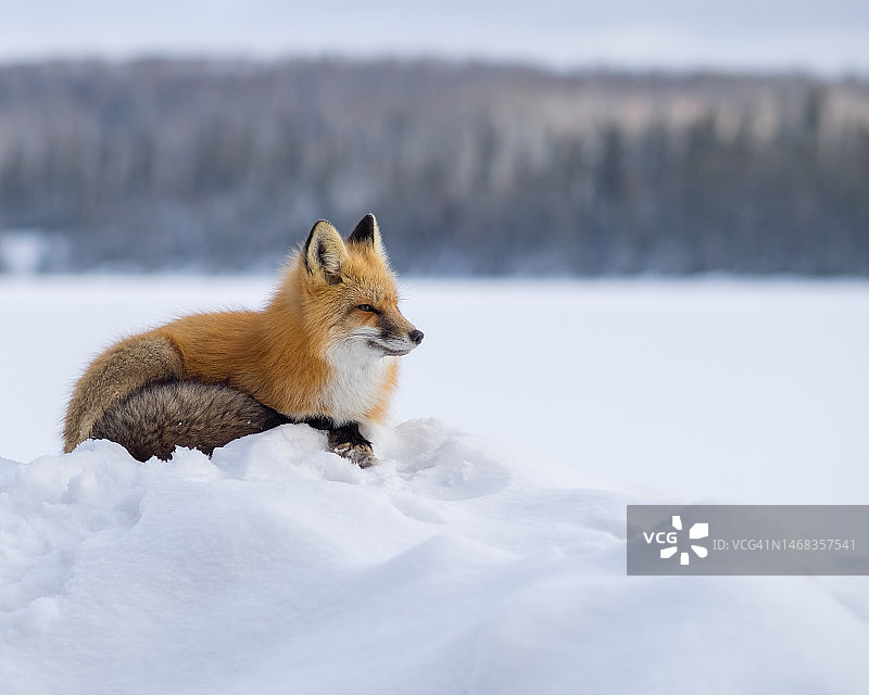 冬季休息中的红狐狸图片素材