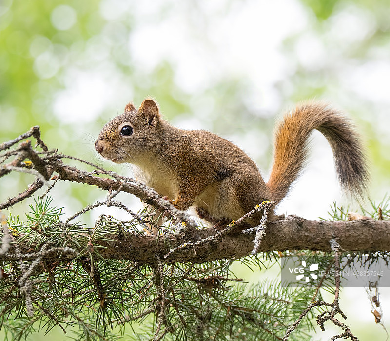 萨斯喀彻温省东部的野生红色松鼠图片素材