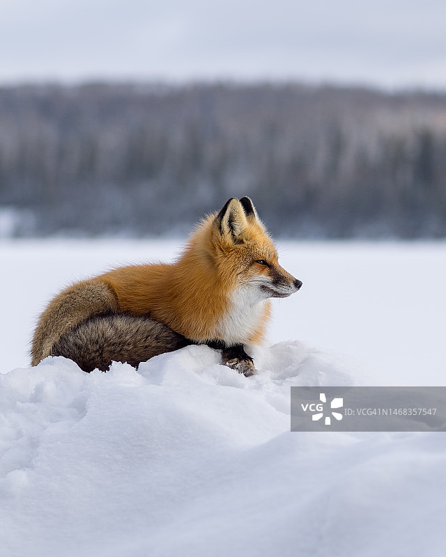 萨斯喀彻温省北部雪地上的野生红狐图片素材