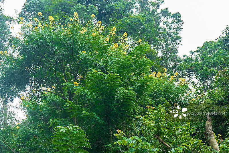 森林中的绿树图片素材