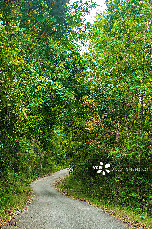 森林之路图片素材