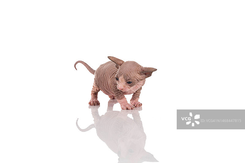 白色背景上的一月大加拿大无毛猫幼猫图片素材