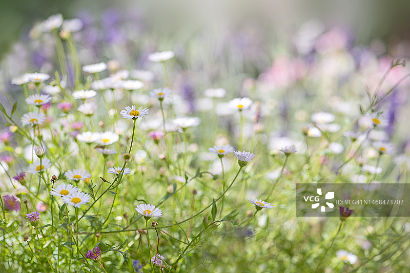 明亮夏日雏菊草地高调图片图片素材