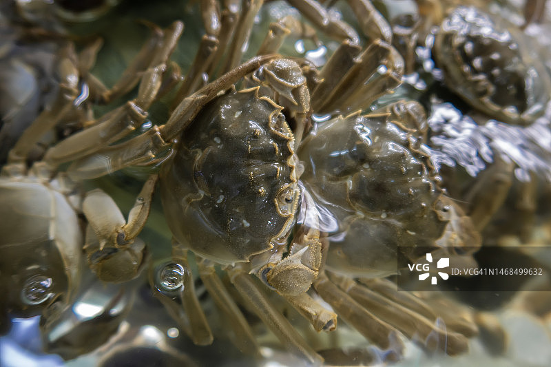 螃蟹放在透明水箱里图片素材