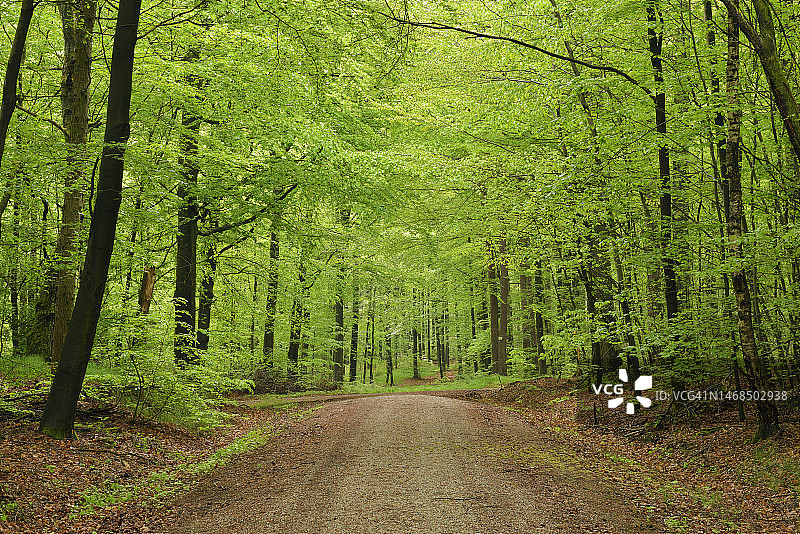 穿过森林的土路，德国巴伐利亚施泰格瓦尔德图片素材