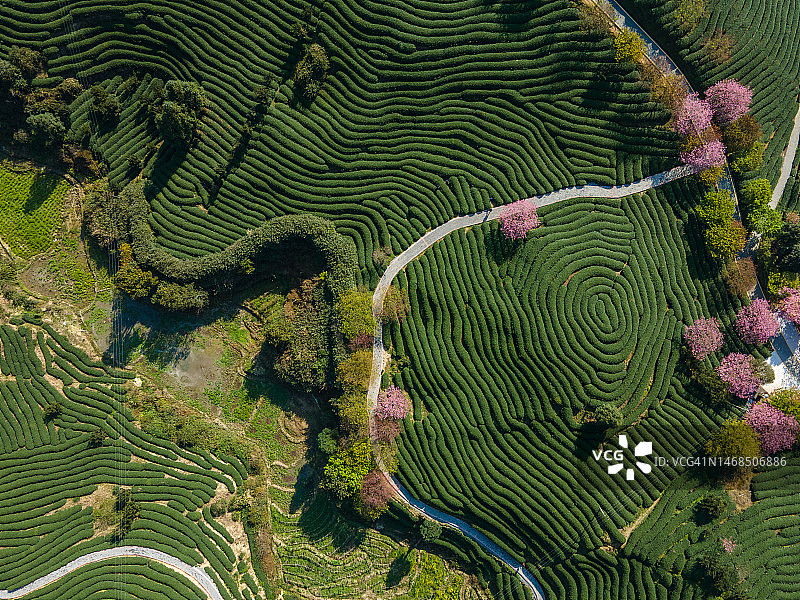 有机樱桃茶叶山鸟瞰图图片素材