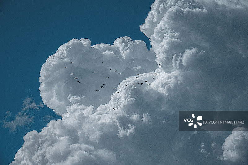 群鸟飞翔于白云之上图片素材