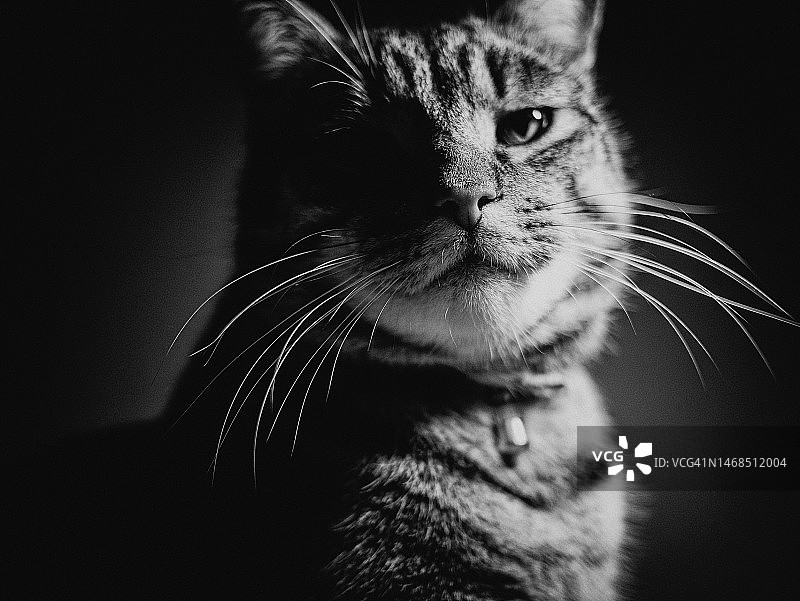 王者风范的虎斑猫黑白肖像图片素材