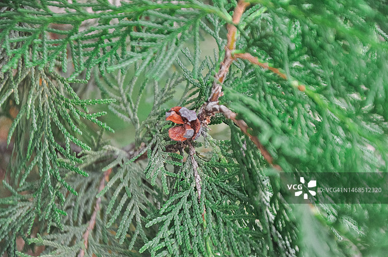 常绿树：侧柏图片素材