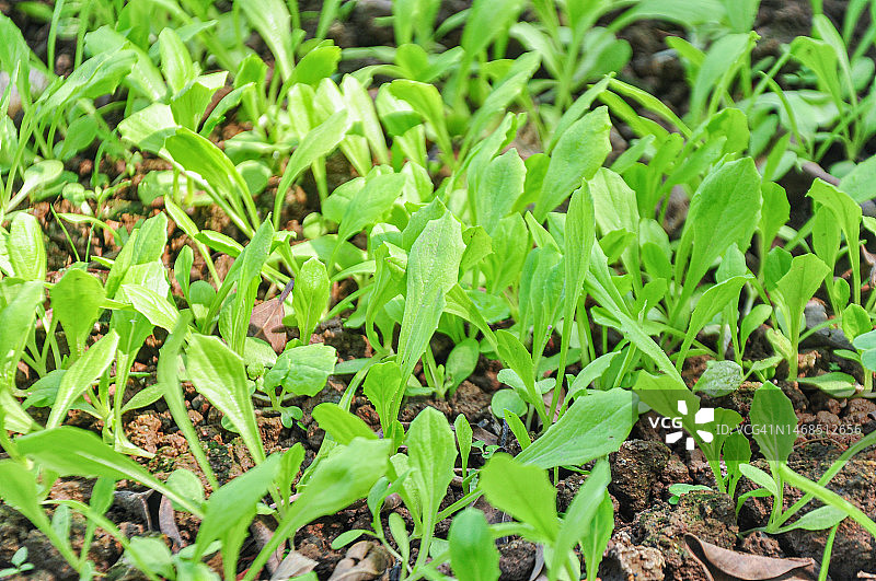 蔬菜园里新发芽的生菜，中国广东江门图片素材