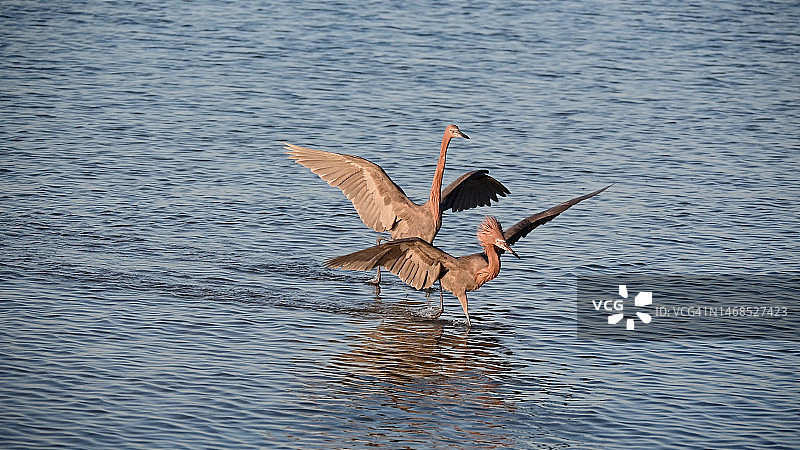 红鹭觅食图片素材