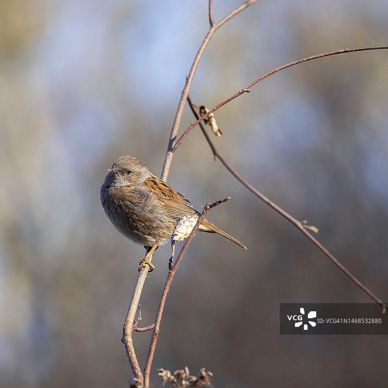 栖息在英国东格林斯泰德萨塞克斯郡荆棘上的篱雀图片素材