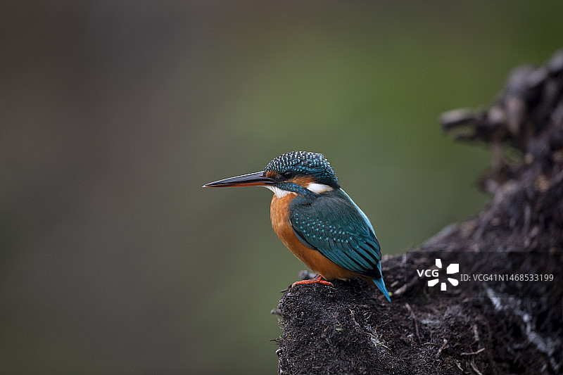 翠鸟栖息在印度巴拉特普尔鸟类保护区树枝上的特写图片素材