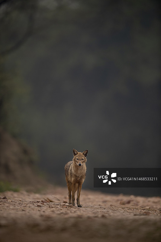 印度拉贾斯坦邦巴拉特普尔地上的鹿肖像图片素材