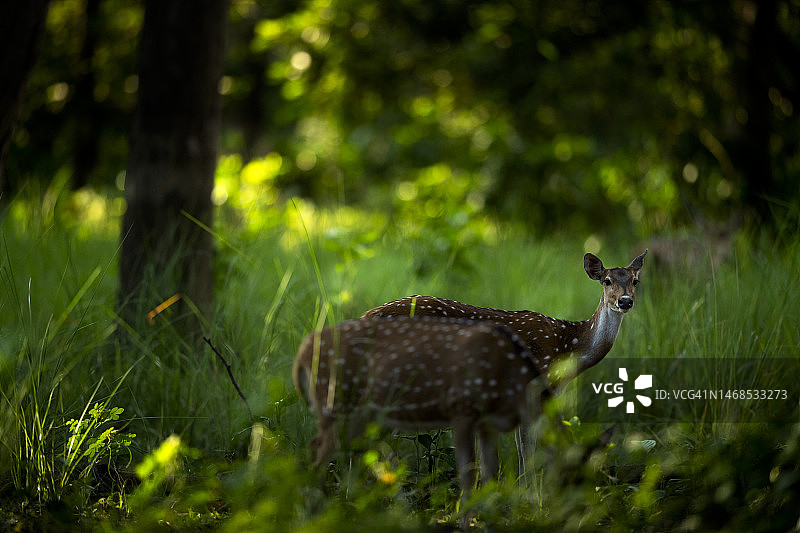 印度吉姆·科比特国家公园的白轴鹿侧视图图片素材